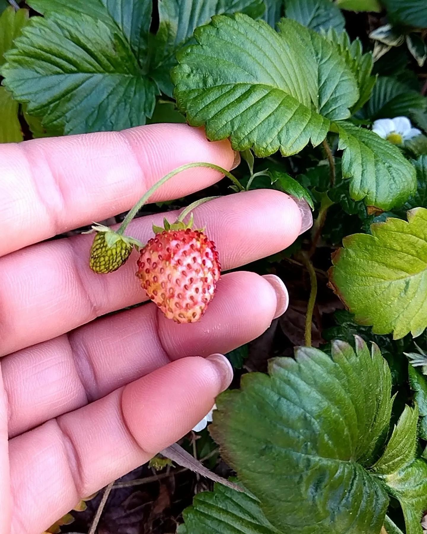 医院前植え込み🍓