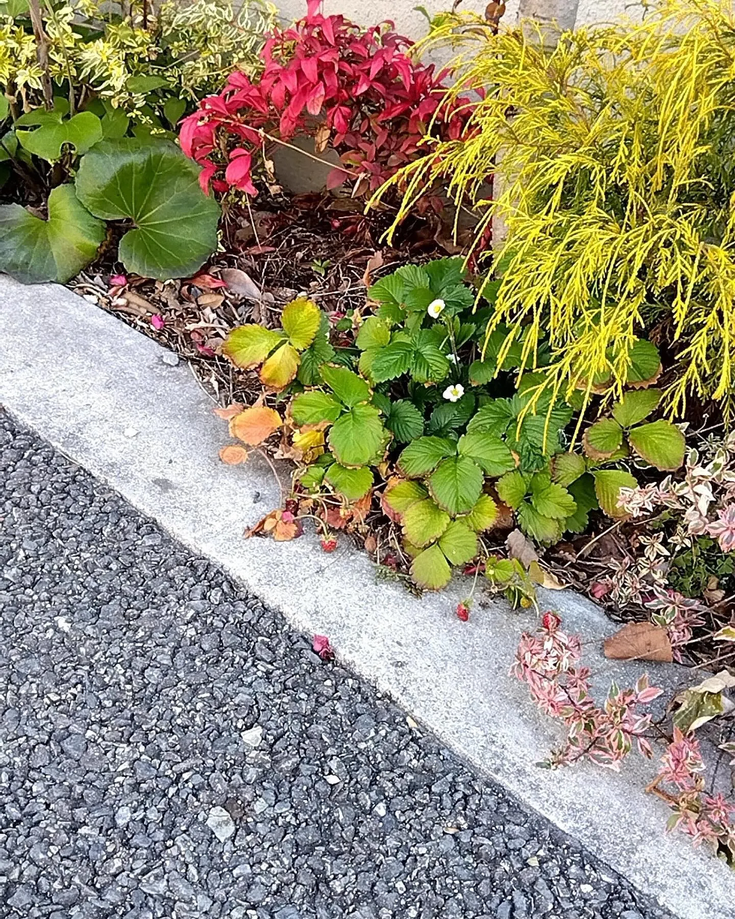 医院前植え込み🍓