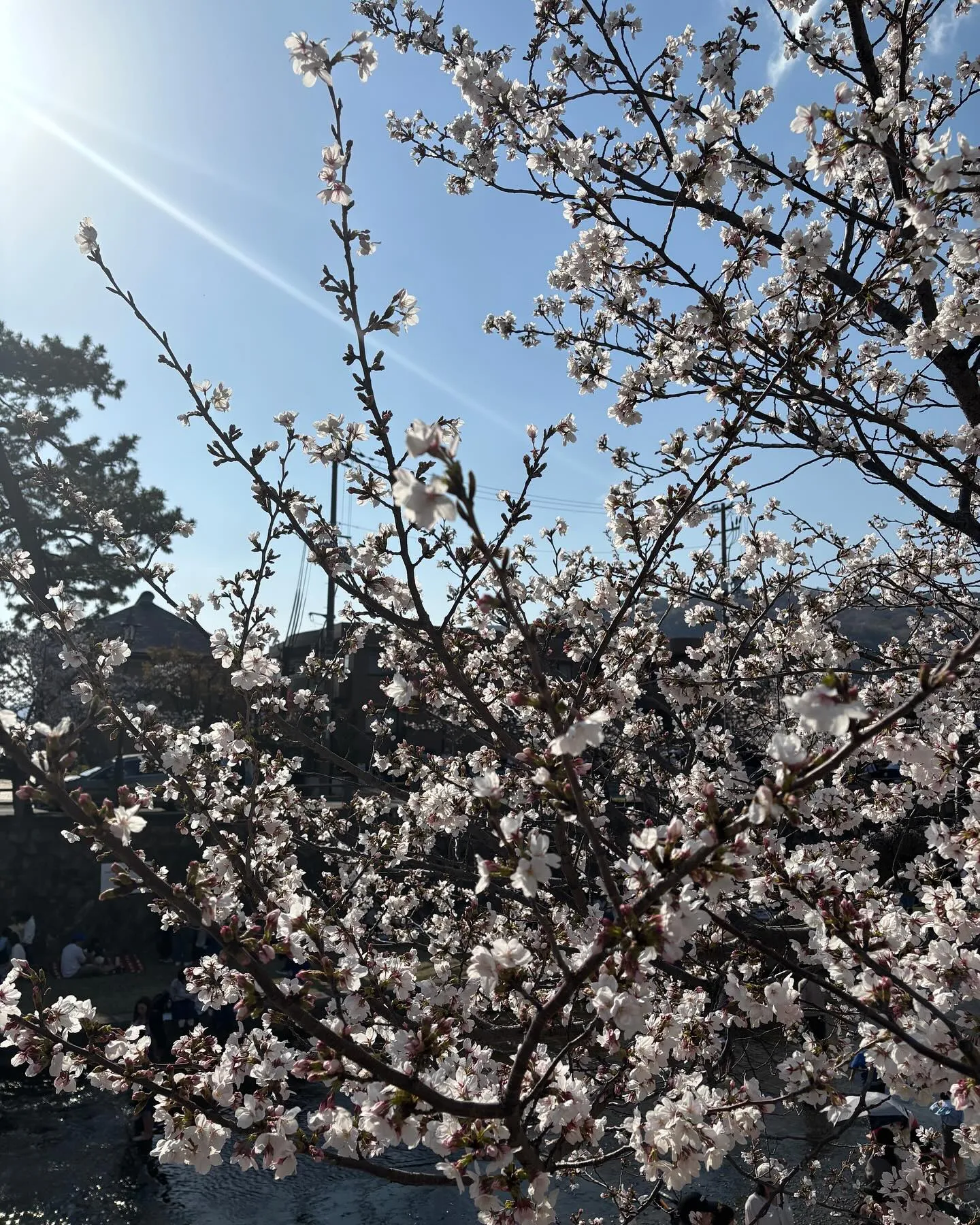 芦屋さくら祭り🌸