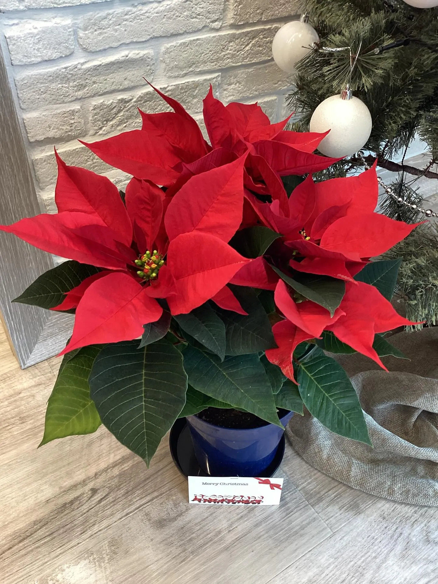 ポインセチア🎅🎄✨