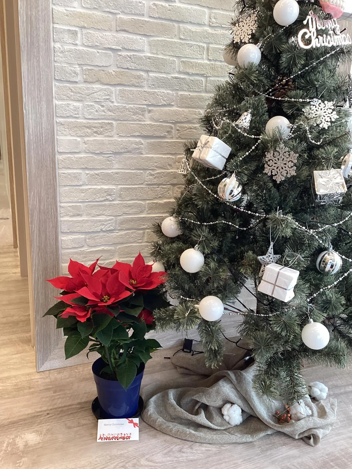 ポインセチア🎅🎄✨