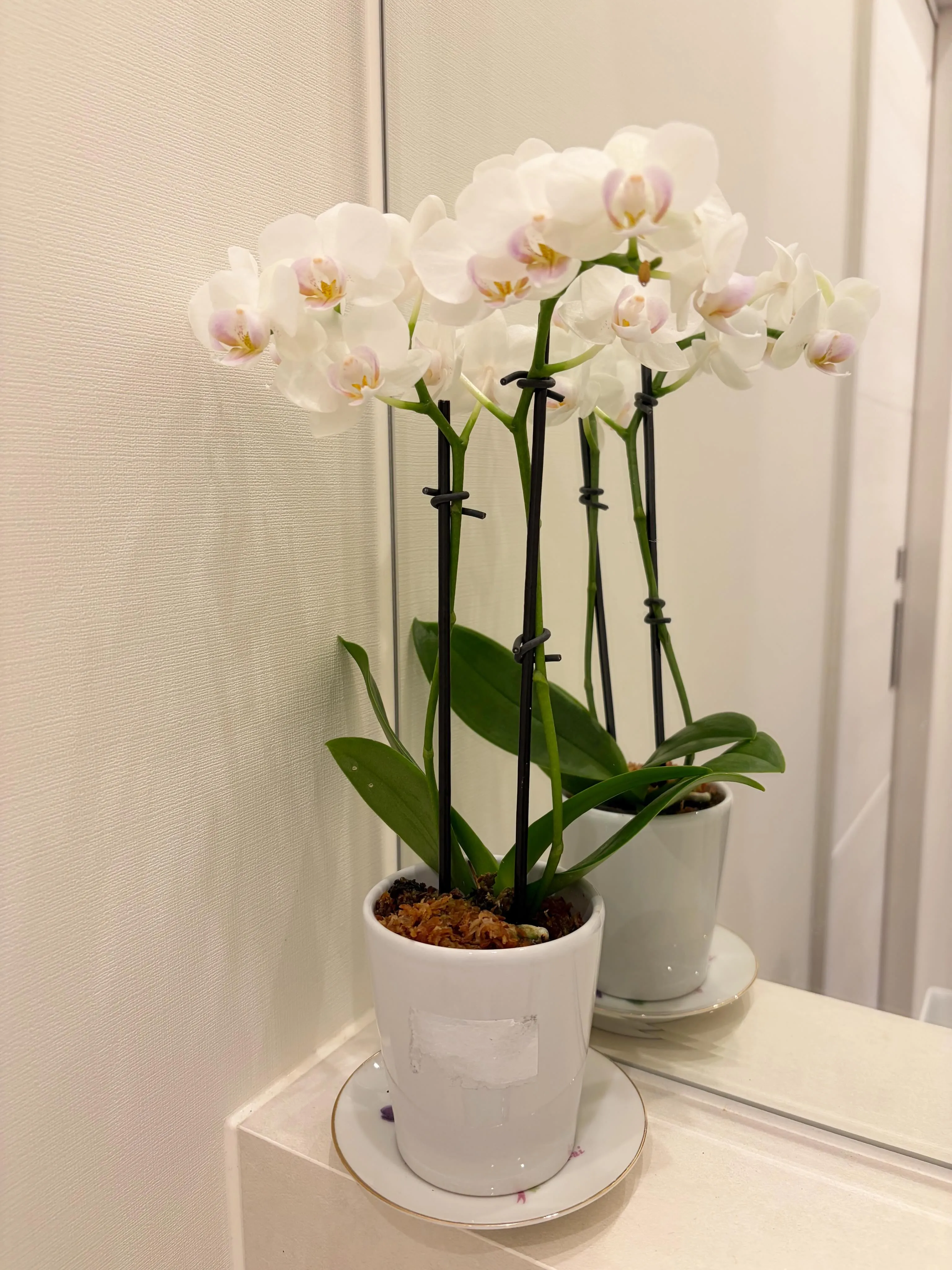 お花🌸